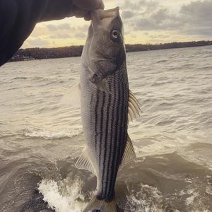 Meet your Posher, Matthew